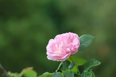 Single pink rose close up Stock Photos