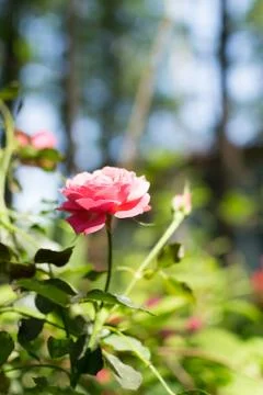 Single Pink Rose in Closeup Stock Photos