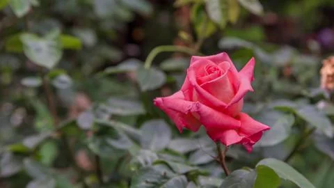 Single pink rose closeup Stock Photos