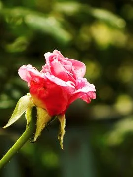 A single pink rose with dew drops on it. Stock Photos