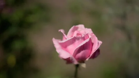 Blossom Flower Leaks Stock Video Footage | Royalty Free Blossom Flower