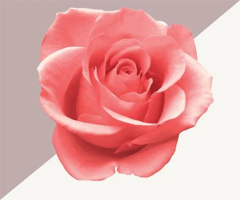Single pink rose flower vector Stock Illustration