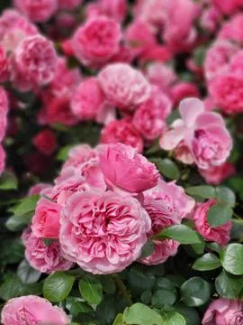 Single pink rose in full bloom, symbol of love and beauty Stock Photos