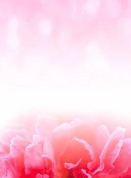 Single pink rose pattern, Backgrounds Stock Photos