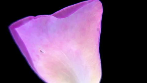 Single Pink Rose Petal Rotating, Detailed Botanical Close Up (Rosa x odorata) Vidéo 340523797