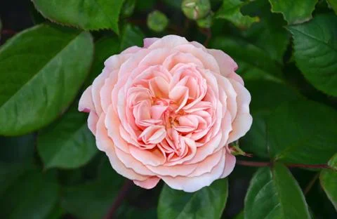 Single pink rose Stock Photos