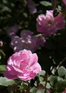 Single pink rose Stock Photos