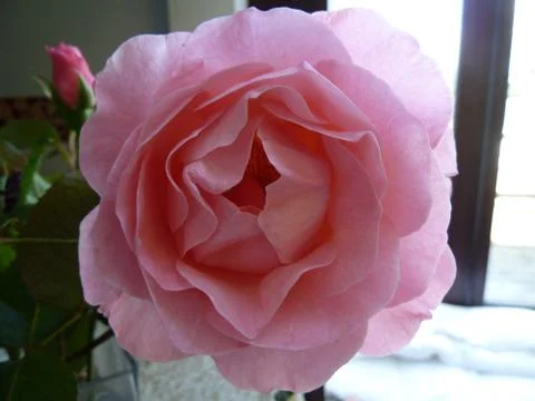 Single pink rose Stock Photos