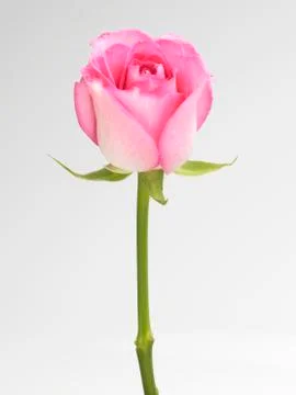 Single pink Rose Stock Photos