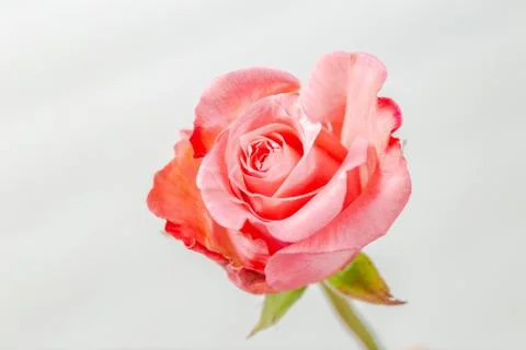 Single pink rose Stock Photos