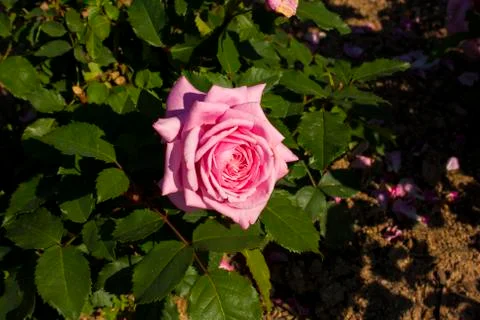 Single Pink Rose Stock Photos