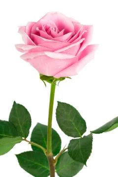 Single pink rose Stock Photos
