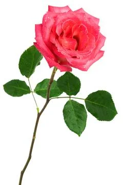 Single pink rose Stock Photos