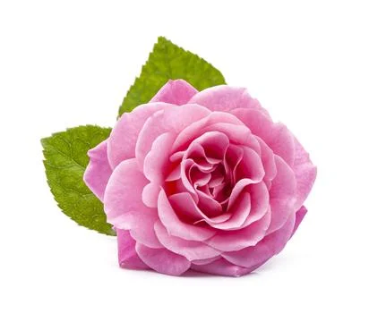 Single pink rose Foto stock
