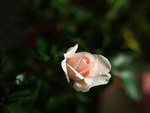 Single Pink Rose Stock Photos