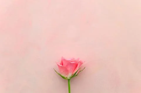 Single pink rose on pink background Stock Photos