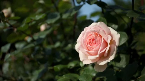 Single pink rose right sided with green bokeh background in the garden. Stock Footage 244072562
