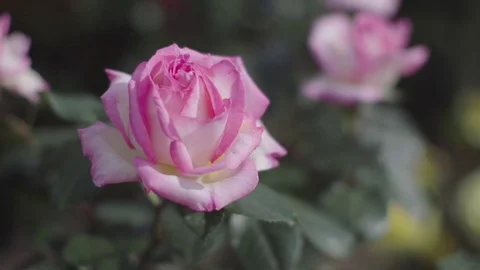 Single pink rose swinging in wind, close up Stock Footage 75360989