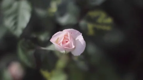 Single pink rose swinging in wind, close up Stock Footage 75361011