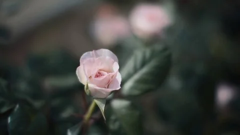 Single pink rose swinging in wind, close up Stock Footage 75361016