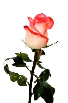 Single pink rose on a white background Stock Photos