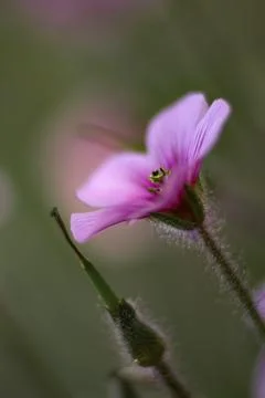 A single Pink Sorrel bloom Stock Photos