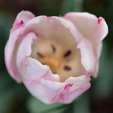 Single pink tulip close up Stock Photos