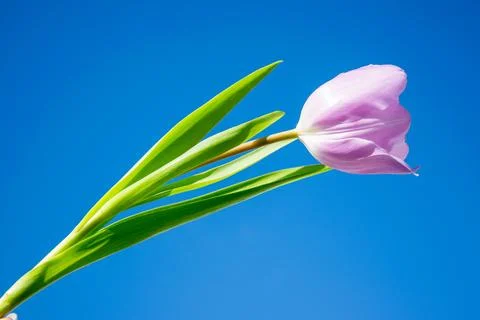 A single pink tulip is gently held against a vibrant blue sky, highlighting t Stock Photos