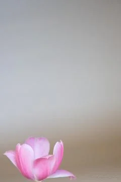 Single pink tulip Stock Photos