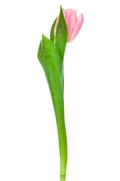 Single pink tulip Foto stock