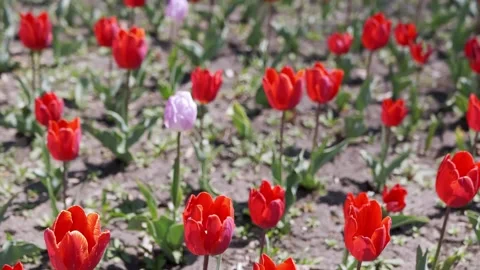 Single Pink Tulip Standing Out in Field of Red Tulips in Spring Garden 스톡 동영상 339069878