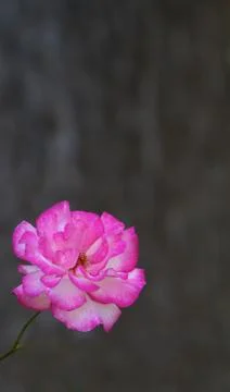 Single pink white rose Stock Photos