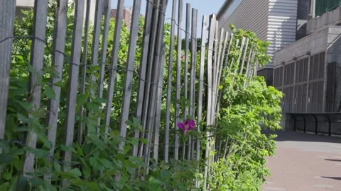 A single pink wildflower blows in the wind through a wooden slat retaining f Stock Footage 242305416