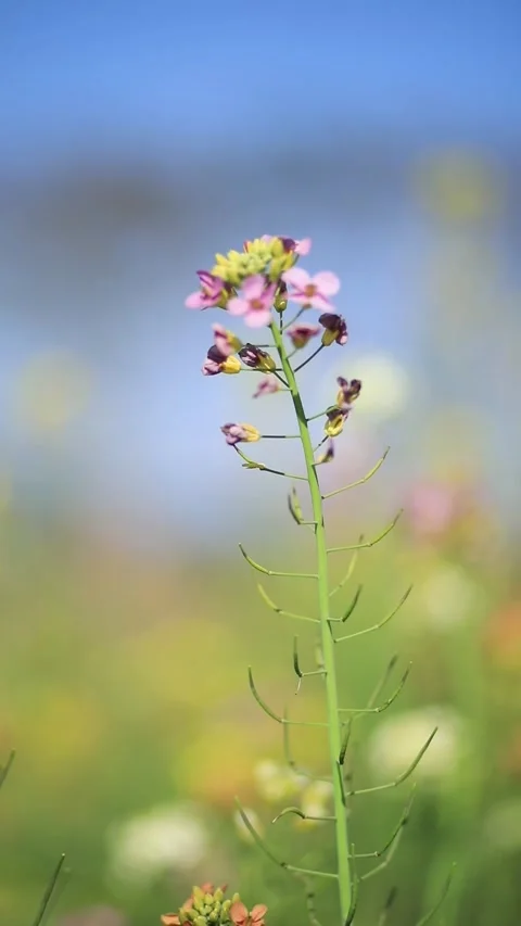 Single Pink Wildflower Stem Blooming in Sunlit Meadow with Colorful Bokeh 스톡 동영상 332138229