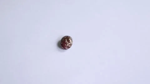 Single pinto bean rotating 360 white background 4k slow motion Stock Footage 333479947