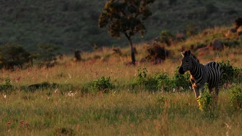 Single plains zebra basks in last sunset in field as herd arrives and runs off 스톡 동영상 301690751