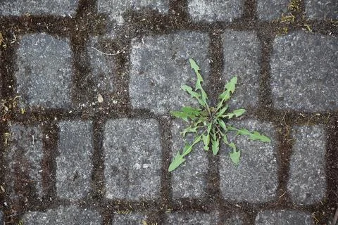 Single plant growing between two stones Stock Photos