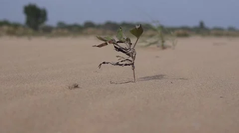 Single plant moving in the wind - aride scene 動画素材 64885156