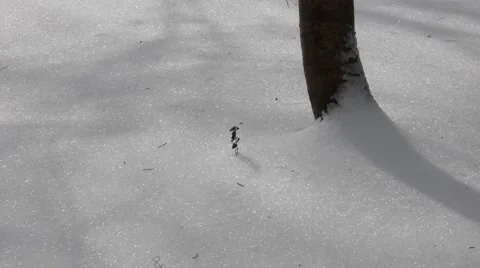 Single Plant Peaking through the Snow Stock Footage 54318123