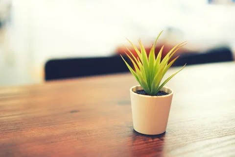Single plant on a shared co-working space table Foto stock