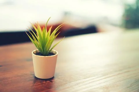 Single plant on a shared co-working space table Stock Photos