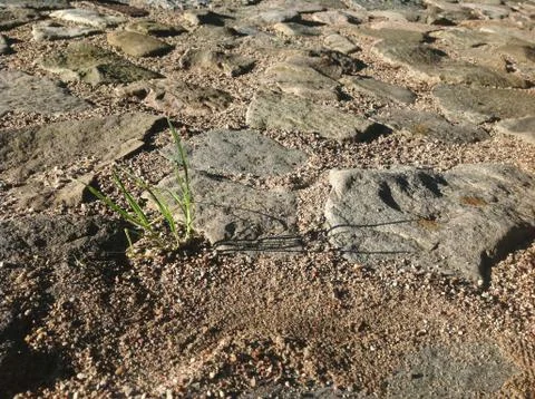 A single plant sprout breaks through and grows through the cobble stone road Stock Photos