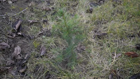 A single planted tree / douglas fir 動画素材 121715093