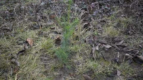 A single planted tree / douglas fir Stock Footage 121717688