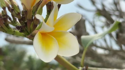 A single Plumeria flower in sharp focus with branches and green foliage softly Stock Footage 326922024