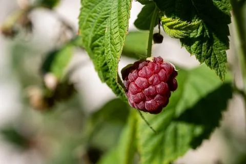 Single plump and ripe red raspberry on a green bush illuminated by the sun 库存照片