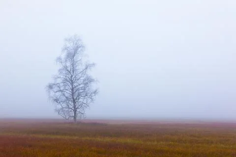 single poplar tree in the swamp