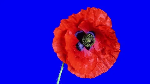 Single Poppy close-up Stock Footage 53080754