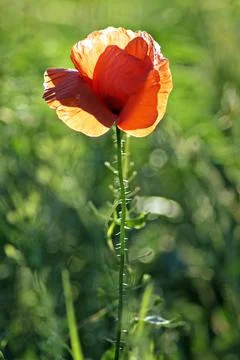 Single poppy closeup Stock Photos