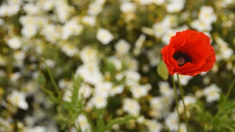Single poppy flower waving in a wind on blurry background Stock Footage 108643172